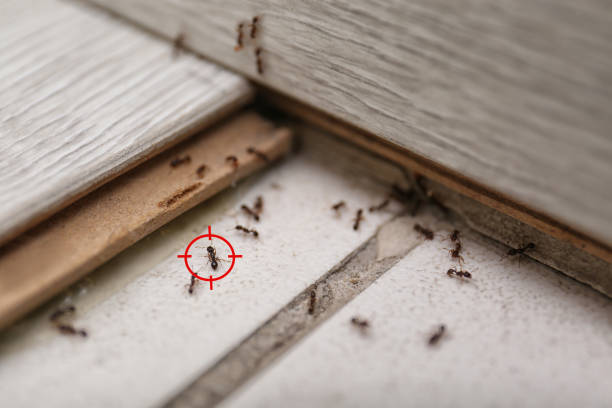 Best Residential Pest Control  in Clarksville, VA